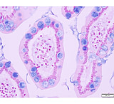Image of Azer Scientific Control SLIDE, Alcian Blue ESCS-104