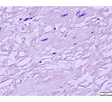 Image of Azer Scientific Control SLIDE, Amyloid ESCS-106