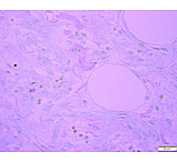 Image of Azer Scientific Control SLIDE, Bile ESCS-109
