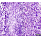 Image of Azer Scientific Control SLIDE, Elastic Tissue ESCS-111
