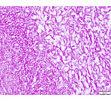 Image of Azer Scientific Control SLIDE, FUNGI-PAS ESCS-113