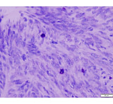 Image of Azer Scientific Control SLIDE, Giemsa ESCS-115