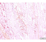 Image of Azer Scientific Control SLIDE, Gram Organism ESCS-117