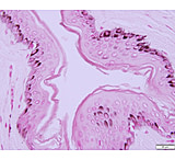 Image of Azer Scientific Control SLIDE, Melanin ESCS-122