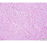 Image of Azer Scientific Control SLIDE, RETICULUM, ESCS-127