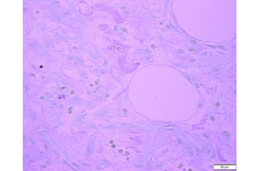 Image of Azer Scientific Control SLIDE, Bile ESCS-109