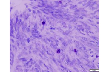 Image of Azer Scientific Control SLIDE, Giemsa ESCS-115