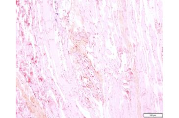Image of Azer Scientific Control SLIDE, Gram Organism ESCS-117