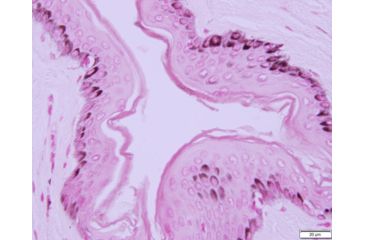 Image of Azer Scientific Control SLIDE, Melanin ESCS-122