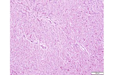 Image of Azer Scientific Control SLIDE, RETICULUM, ESCS-127