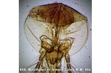 Image of Barska Microscope Slide - Mouthpart of female culex