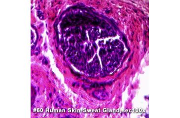 Image of Barska Sample Slide - Human skin-sweat gland