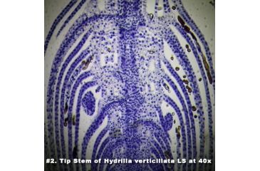 Image of Barska Prepared Slide - Tip Stem of Hydrilla Verticillata