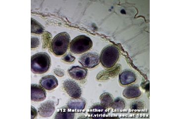 Image of Barska Microscope Slide - Mature anther of Lilium Brownii