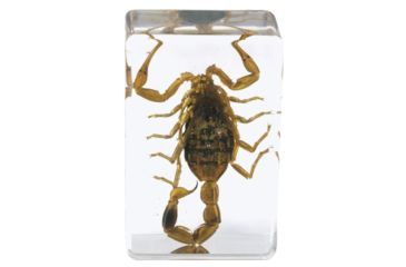 Image of Celestron 3D Bug Specimen Kit #4, Clear, 44424