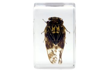 Image of Celestron 3D Bug Specimen Kit #4, Clear, 44424