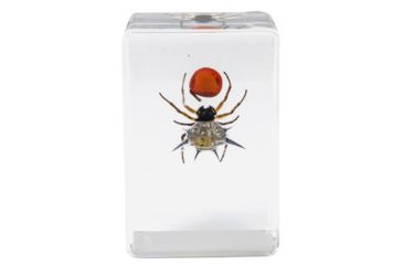 Image of Celestron 3D Bug Specimen Kit #4, Clear, 44424
