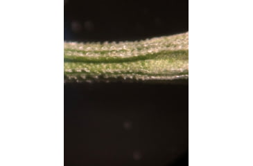 Image of Celestron Labs S10-60 Stereo Microscope,10x,20x Eyepieces,Two Sets of Objective Lenses,1x,3x 44208