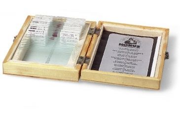 Image of Konus Prepared Slides for Konus Kids Microscopes