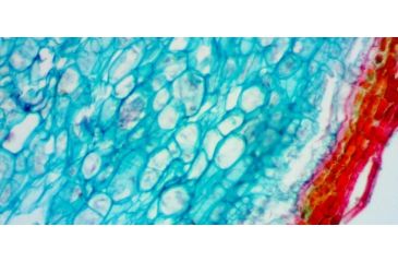 Image of Levenhuk D670T Digital Trinocular Microscope, Black, Medium 40029