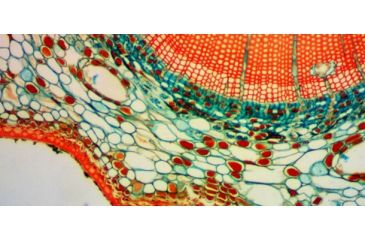 Image of Levenhuk D870T Digital Trinocular Microscope, Black, Medium 40030