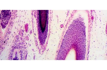 Image of Levenhuk D870T Digital Trinocular Microscope, Black, Medium 40030