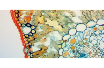 Image of Levenhuk D870T Digital Trinocular Microscope, Black, Medium 40030