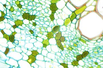 Image of LW Scientific Infinity Plan DRY Microscope Objective, 60x, 0.80na MSO-060X-IPDR