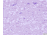 Azer Scientific Control SLIDE, Amyloid ESCS-106