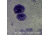 Barska Prepared Slide - Mitosis of animal cells