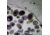 Barska Microscope Slide - Mature anther of Lilium Brownii
