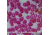 Barska Slide - Blood of human smear