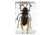 Celestron 3D Bug Specimen Kit #5, Clear, 44425