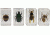 Celestron 3D Specimen Slide Kit #2, Clear 44408