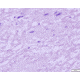 Azer Scientific Control SLIDE, Amyloid ESCS-106