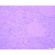 Azer Scientific Control SLIDE, Bile ESCS-109