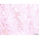 Azer Scientific Control SLIDE, Gram Organism ESCS-117