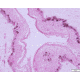 Azer Scientific Control SLIDE, Melanin ESCS-122