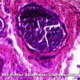 Barska Sample Slide - Human skin-sweat gland