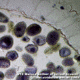 Barska Microscope Slide - Mature anther of Lilium Brownii