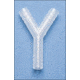 Bel-Art Y Connector 1/2 '' PK/12 F19618-0000