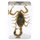 Celestron 3D Bug Specimen Kit #4, Clear, 44424
