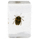 Celestron 3D Bug Specimen Kit #4, Clear, 44424