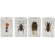 Celestron 3D Specimen Slide Kit #3, Clear 44409