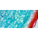 Levenhuk D670T Digital Trinocular Microscope, Black, Medium 40029