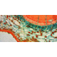Levenhuk D870T Digital Trinocular Microscope, Black, Medium 40030