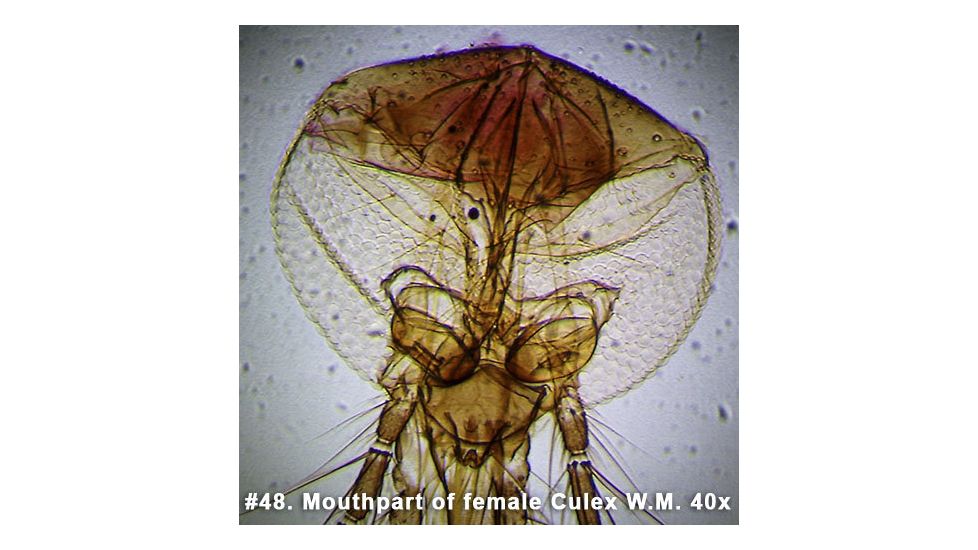 Barska Microscope Slide - Mouthpart of female culex