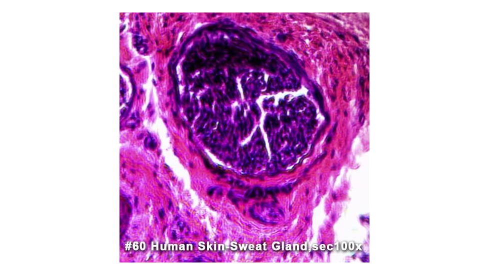 Barska Sample Slide - Human skin-sweat gland