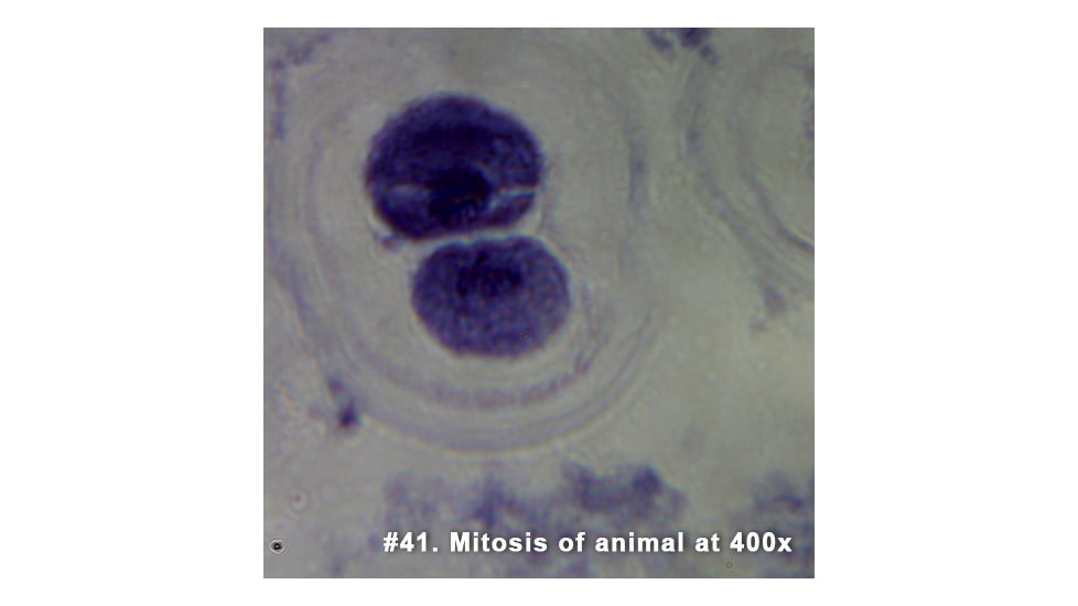 Barska Prepared Slide - Mitosis of animal cells