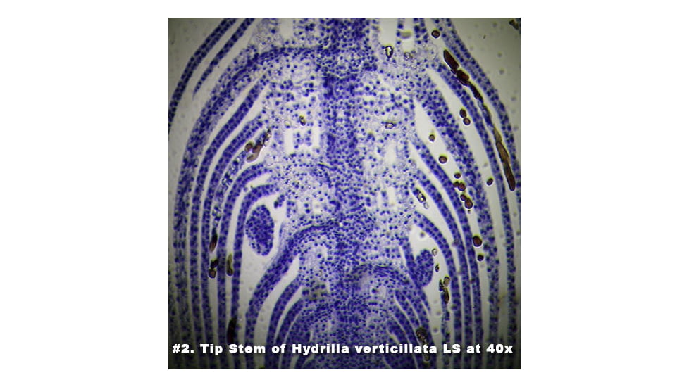 Barska Prepared Slide - Tip Stem of Hydrilla Verticillata